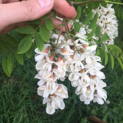 Fleur Acacia